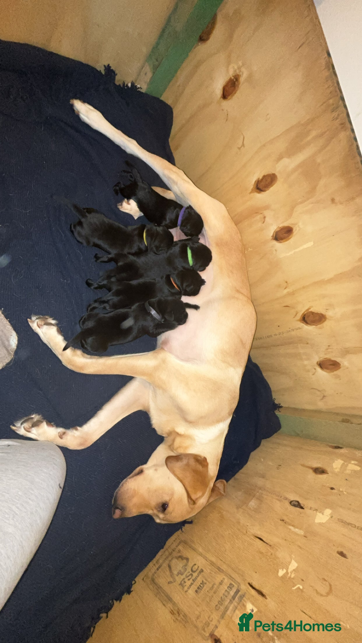 Labrador Retriever dogs KC RegisteredLabrador Puppies – Ready from 14/02 - Advert 1