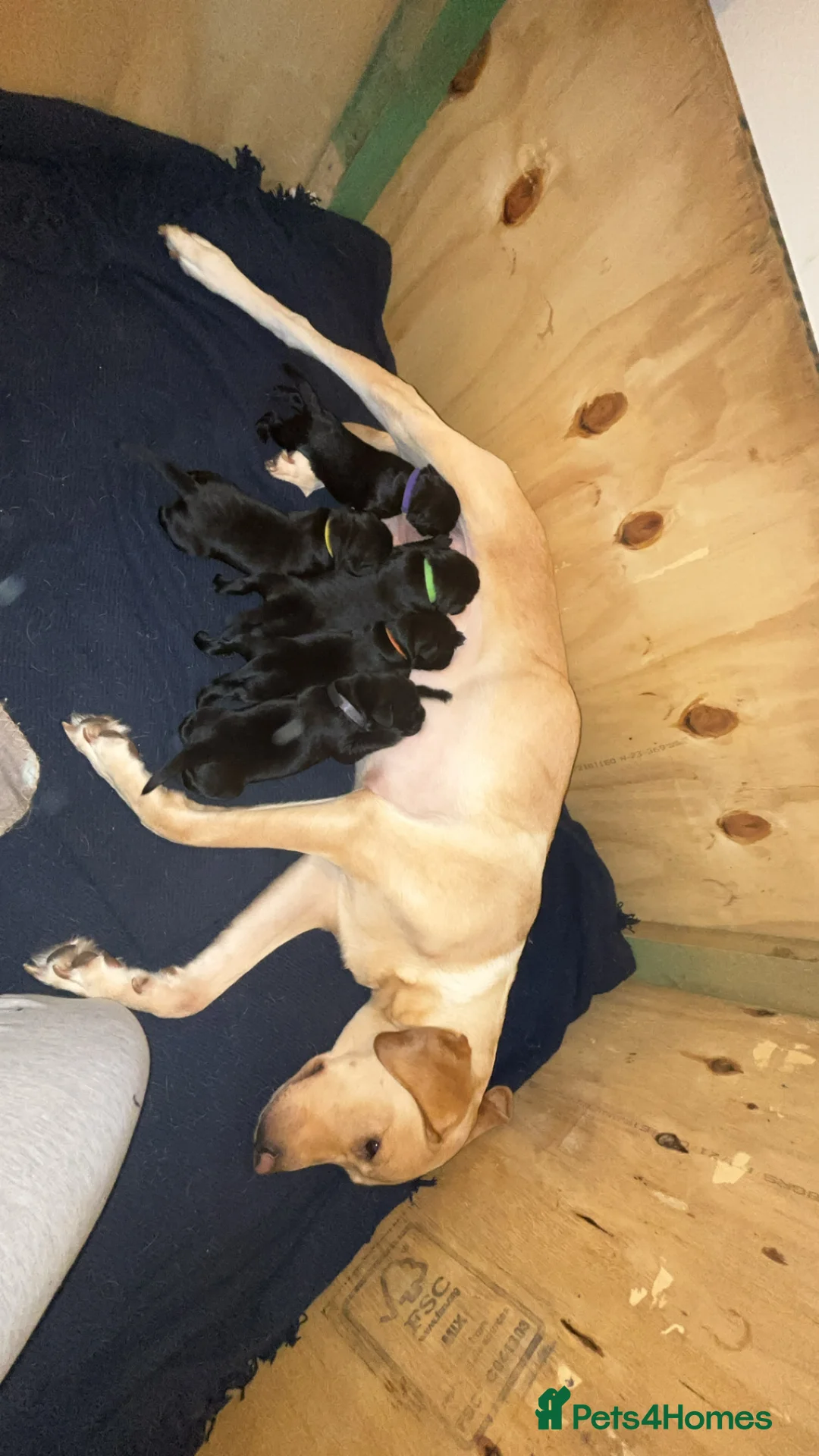 Labrador Retriever dogs for sale: KC RegisteredLabrador Puppies – Ready from 14/02 - Advert 1