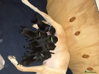 Labrador Retriever dogs KC RegisteredLabrador Puppies – Ready from 14/02 - Advert 10