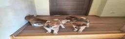 Japanese Shiba Inu dogs for sale: Pure Breed Japanese Shiba Inu Puppies  in Goole - Advert 30