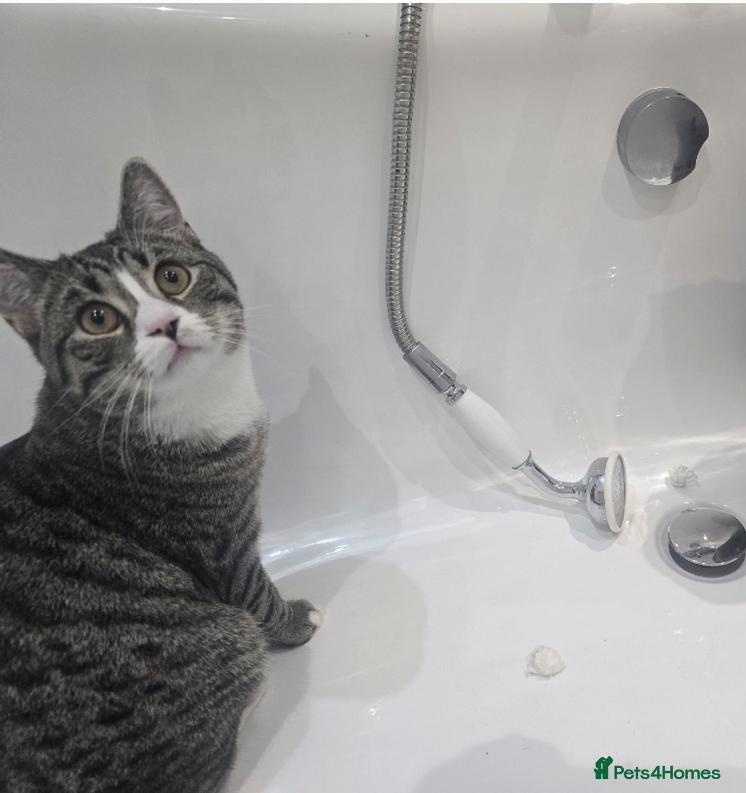 Mixed Breed cats for sale: 10 month old tabby kitten/cat  - Image 4