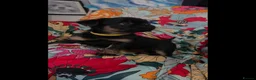 Griffon Bruxellois dogs for sale: Stunning Griffon Bruxellois puppies KC registered - Advert 5