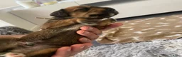Mixed Breed dogs for sale: Iggypoo pups - the perfect dog - Advert 5