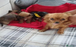Chorkie dogs for sale: Chihuahua  Cross Yorkshire  - Image 16