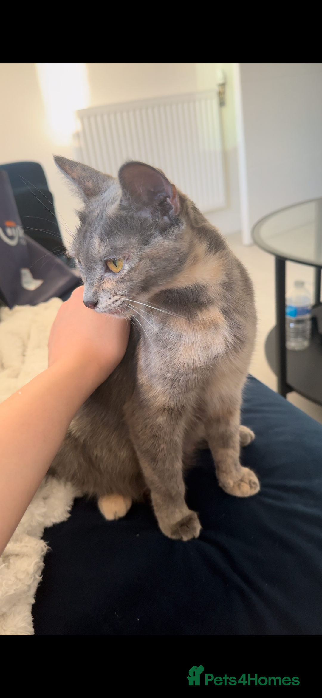 Mixed Breed cats for sale: Beautiful Mixed Kittens (Ginger/Tortie/Black) - Image 19
