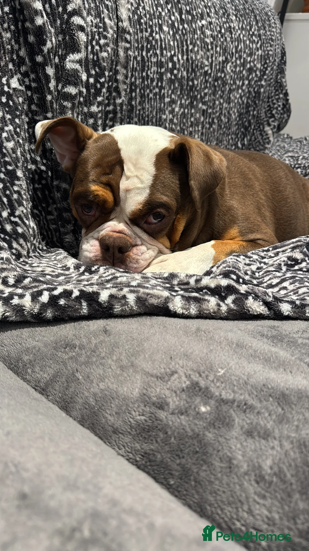 Olde English Bulldogge dogs for sale: Adult Female Olde English Bulldogge - Advert 2