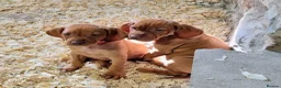 Hungarian Vizsla dogs for sale: Beautiful KC Registered Hungarian Vizsla Puppies  - Advert 13