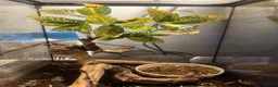 Frog reptiles for sale: Green tree frogs  - Advert 14