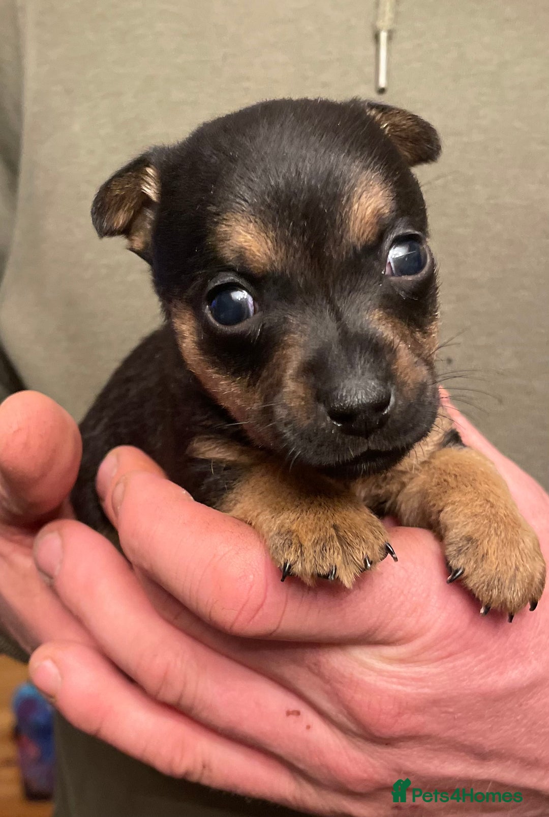 Jack Russell dogs for sale: Beautiful docked miniature Jack Russell puppies - Advert 12