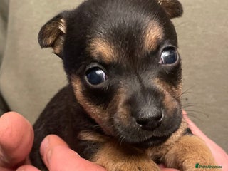 Jack Russell dogs Beautiful miniature Jack Russell puppies - Advert 5