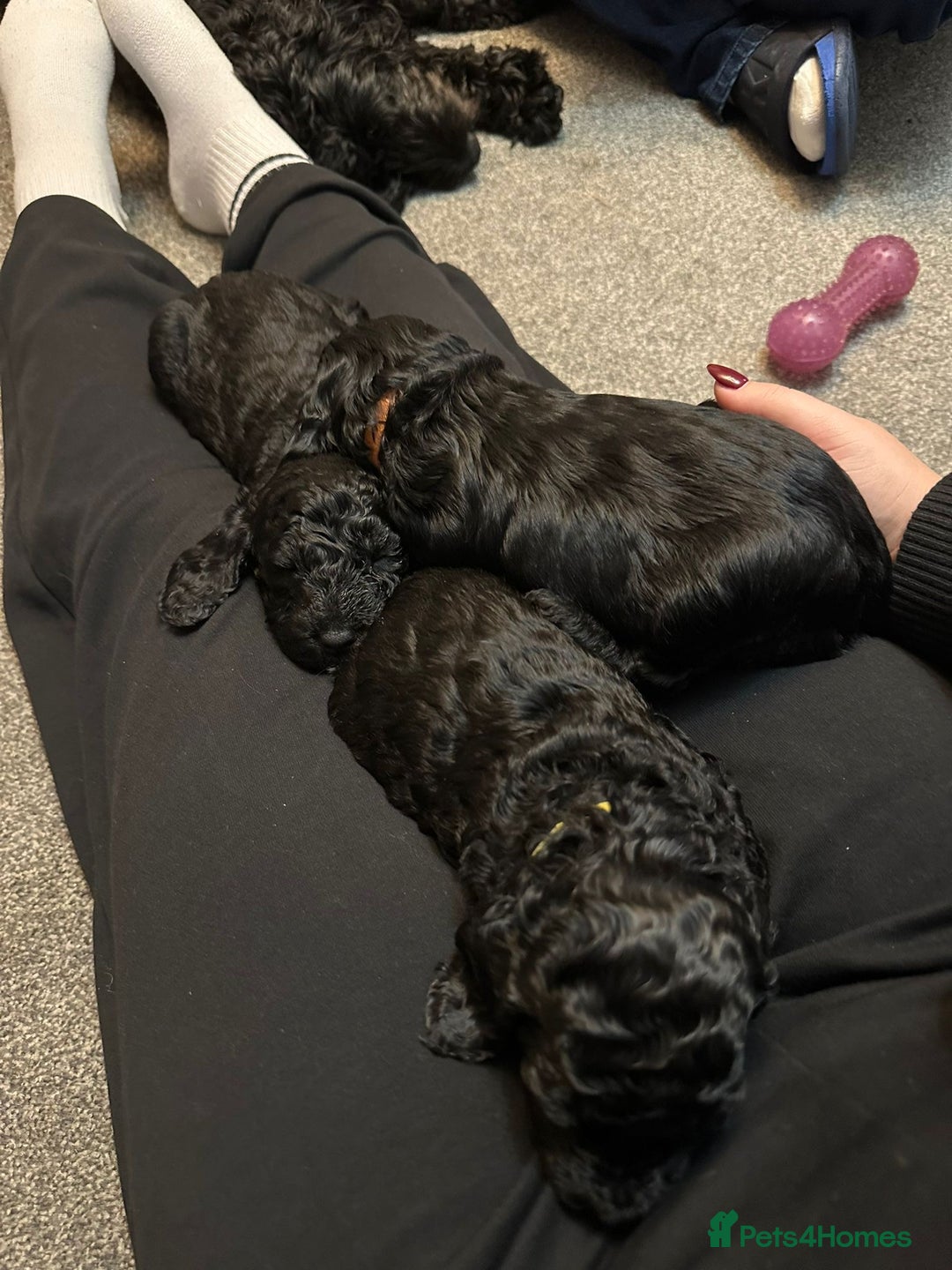 Cockapoo dogs for sale: 🐾 only one girl left F2 Cockapoo Puppies 🐾 - Advert 3