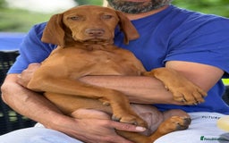 Hungarian Vizsla dogs for sale: 🐾Can You be my Human?🐾  Senator 👀For HisHome  - Image 6