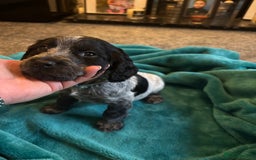 Cocker Spaniel dogs for sale: Georgous blue roan cocker spaniels - Image 11