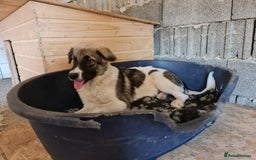 Mixed Breed dogs for adoption: Beautiful and Gentle HEIDI - for a Loving Home - Image 2