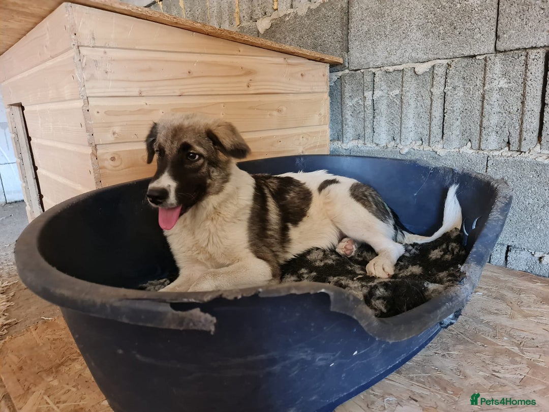 Mixed Breed dogs for adoption: Beautiful and Gentle HEIDI - for a Loving Home - Image 2