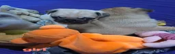 Pug dogs for sale: Quietly sleeping pug - Advert 12