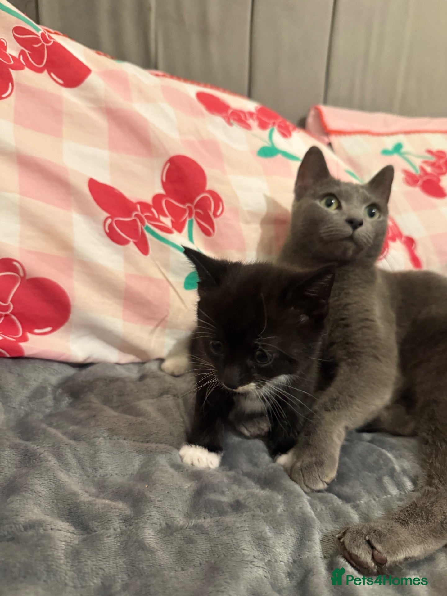 Mixed Breed cats for sale: Female kitten Russian blue x Tabby - Advert 1