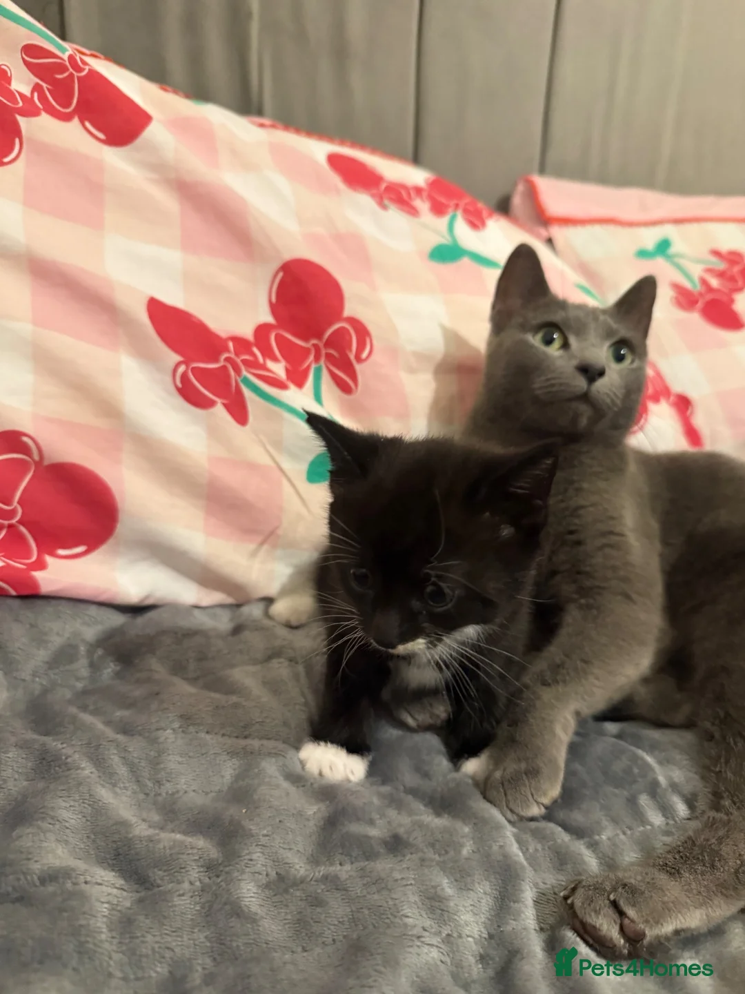 Mixed Breed cats for sale: Female kitten Russian blue x Tabby - Advert 1