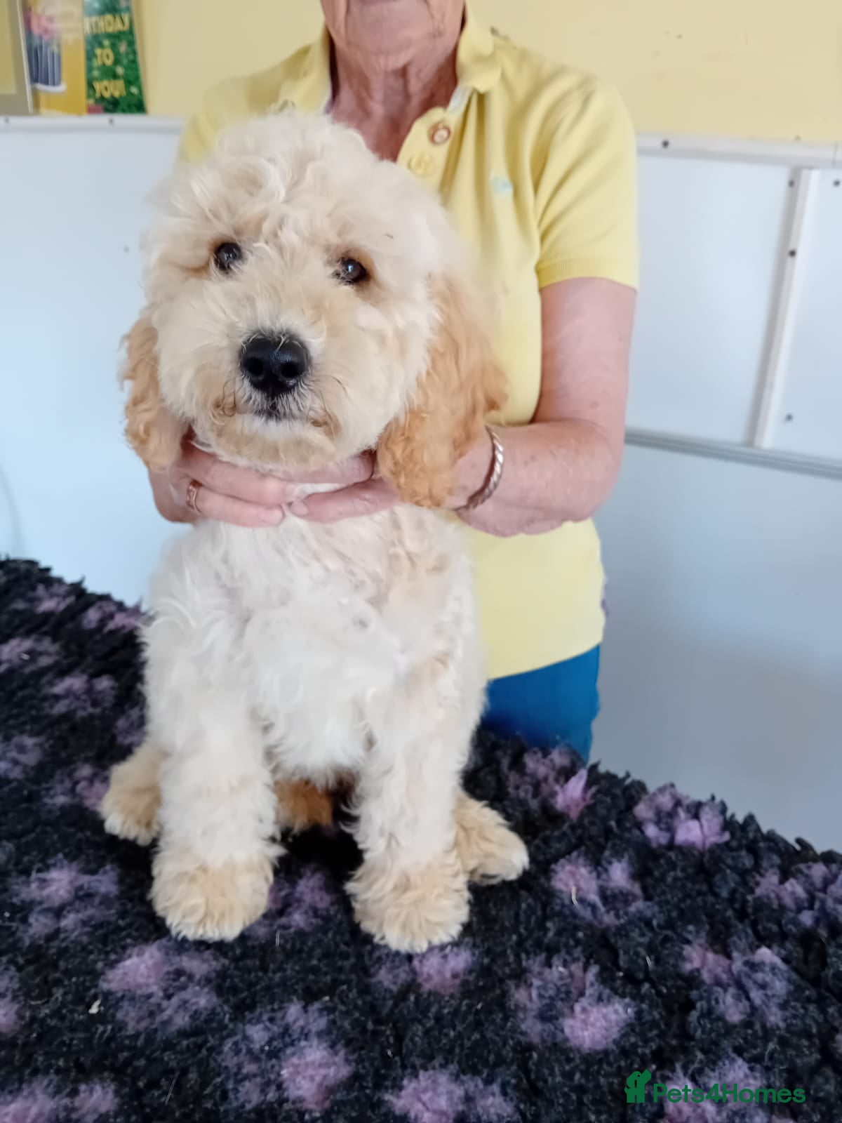 Poodle dogs Stunning Smaller Moyen Poodle puppies available - Advert 7