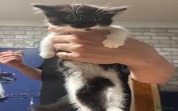 British Shorthair cats for sale: female kitten  - Advert 1