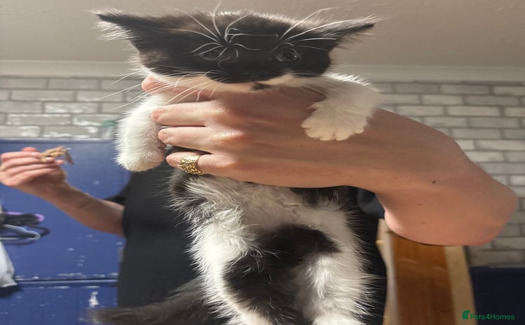 British Shorthair cats female kitten  - Advert 1