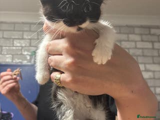 British Shorthair cats female kitten - Advert 13