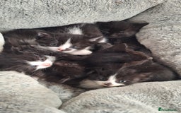 Mixed Breed cats for sale: STUNNING KITTENS  - Image 8