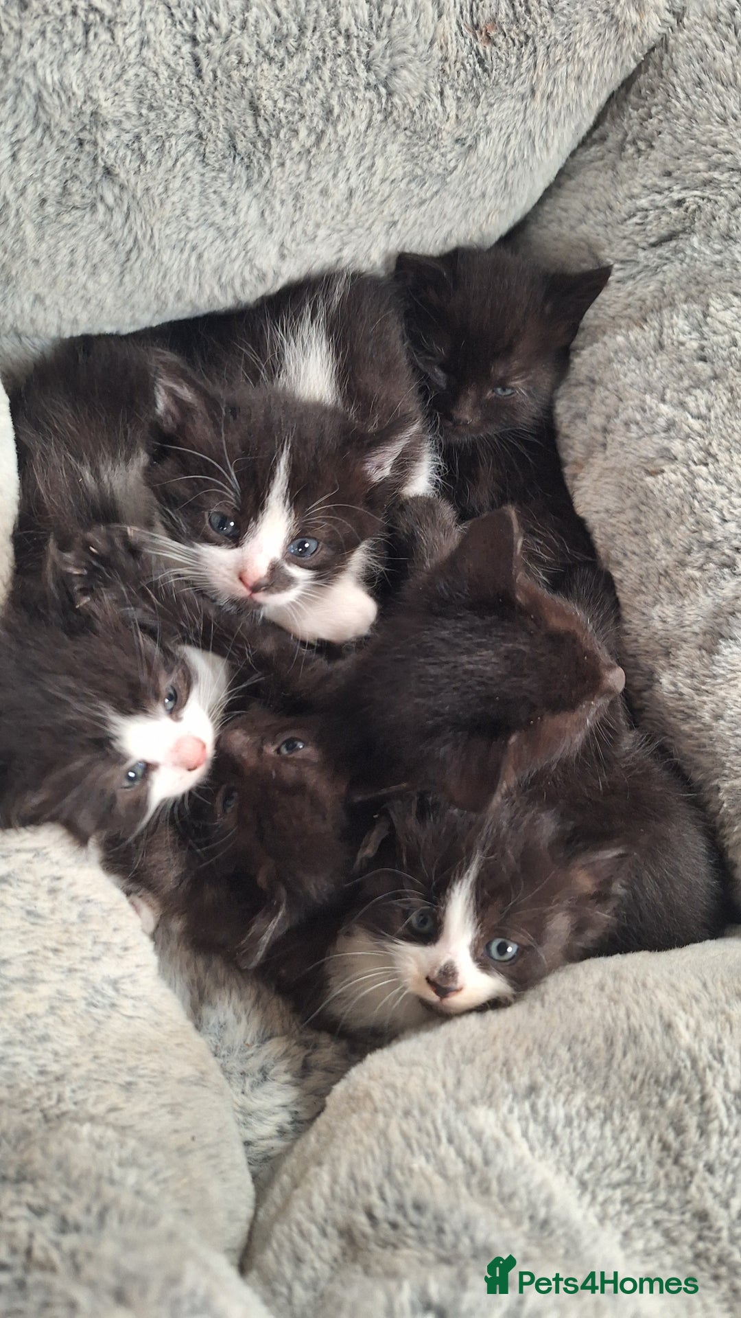 Mixed Breed cats for sale: STUNNING KITTENS  - Image 8