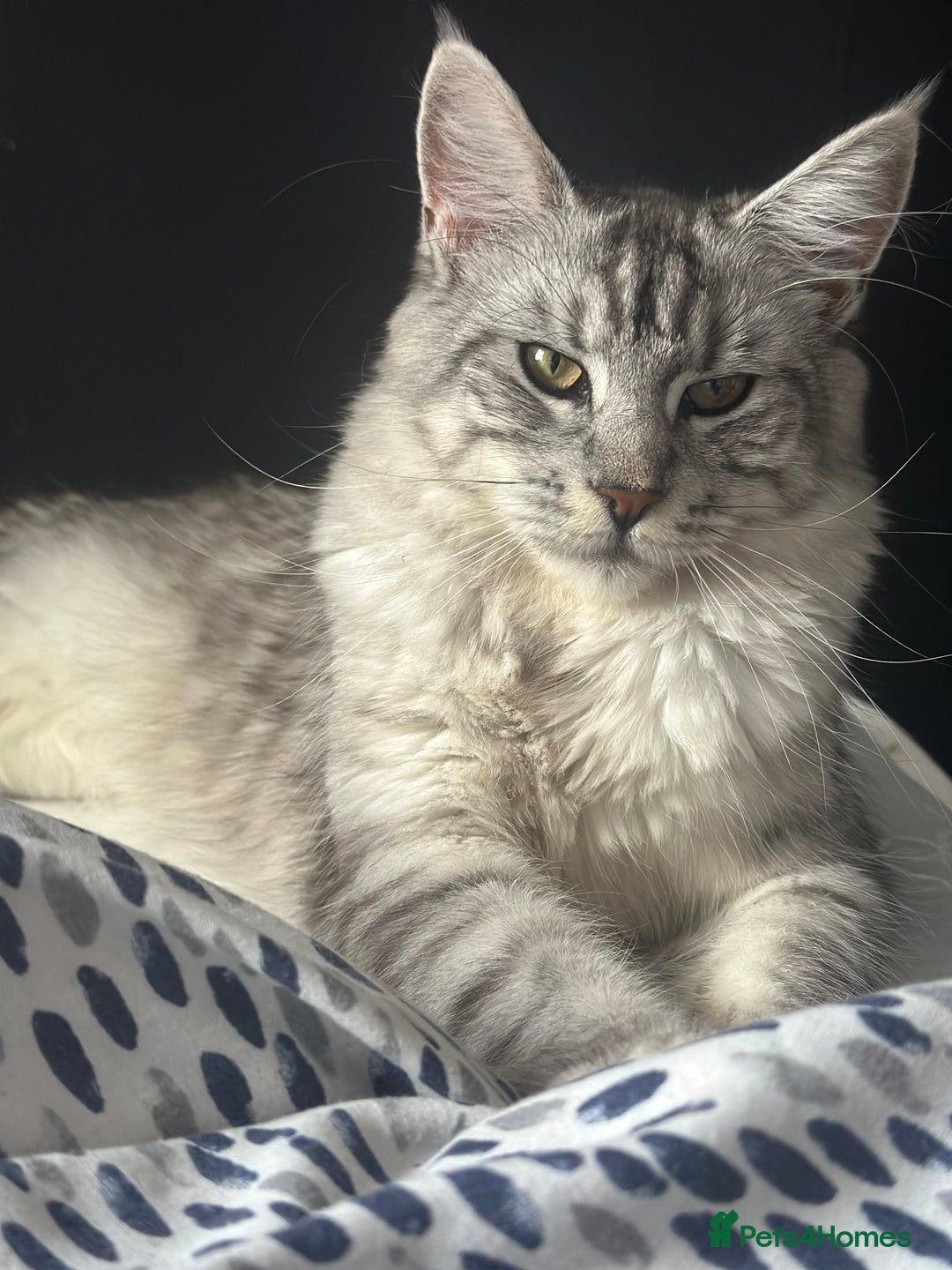 Maine Coon cats for sale: Maine coon x British short haired - Image 1