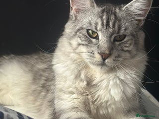 Maine Coon cats Maine coon x British short haired - Advert 13