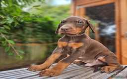 Dobermann dogs for sale: Elite Class World Champion Pedigree Pups KC'D - Image 4