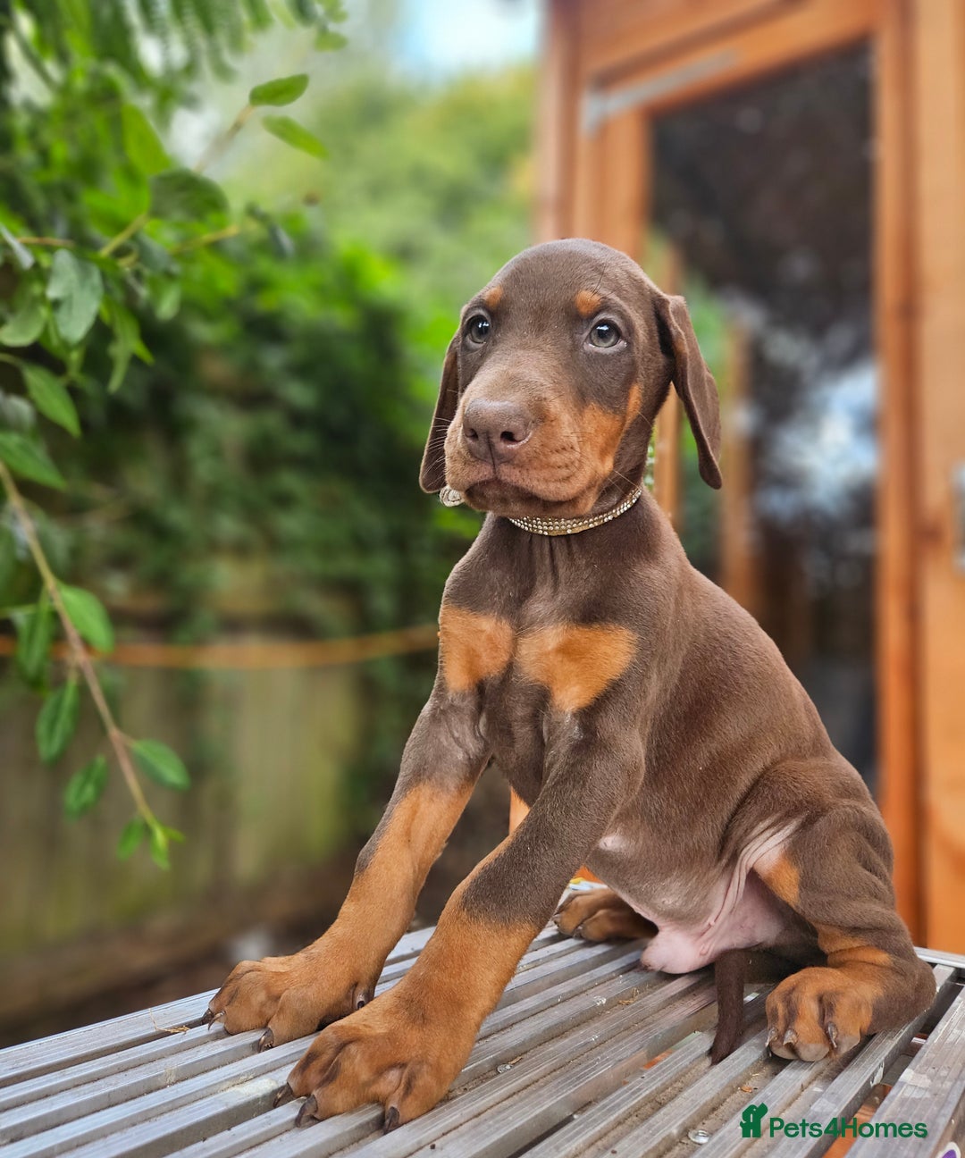 Dobermann dogs for sale: Elite Class World Champion Pedigree Pups KC'D - Image 4
