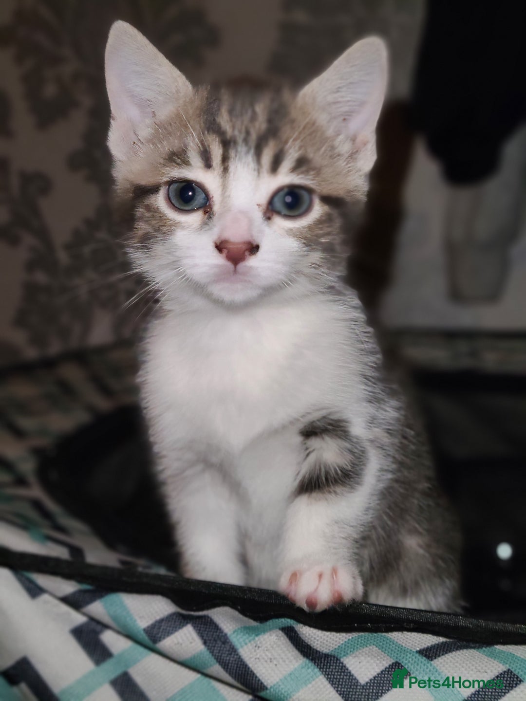 Mixed Breed cats for sale: 3 beautiful kittens - Advert 7