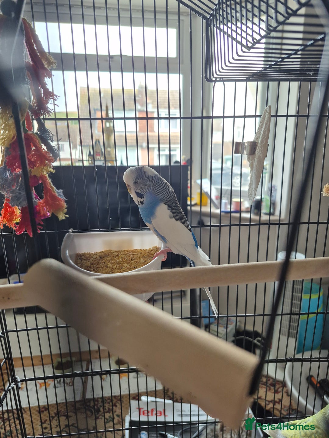 Budgerigars birds for sale: Bonded pair of budgies plus cage and extras in Brighton - Image 4