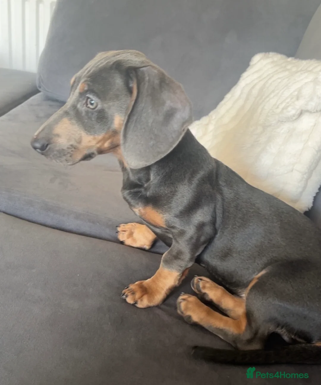 Dachshund dogs for sale: Sausage dog Blu  - Advert 2