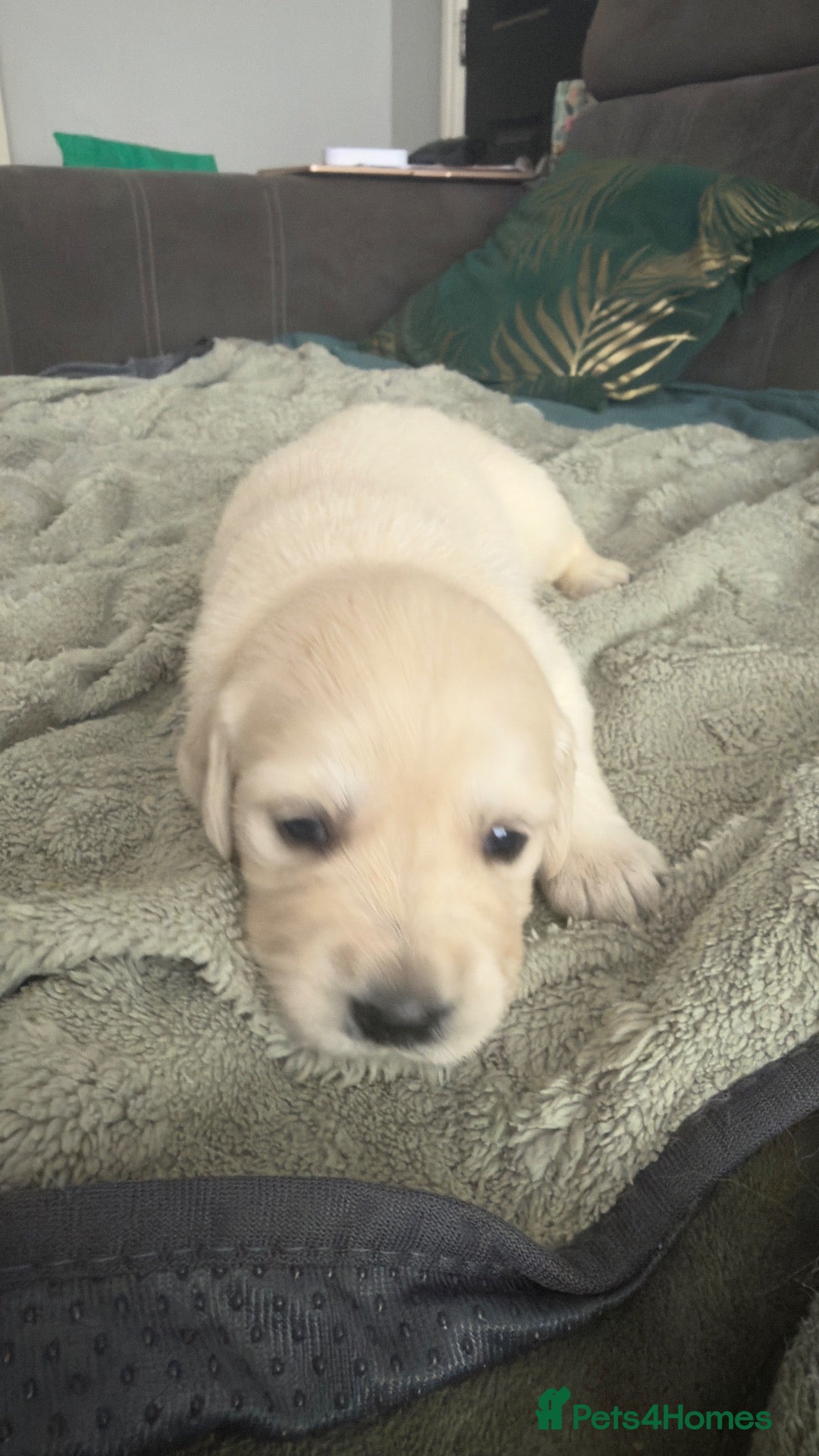 Golden Retriever dogs Gorgeous Golden Retriever Pups  - Advert 2