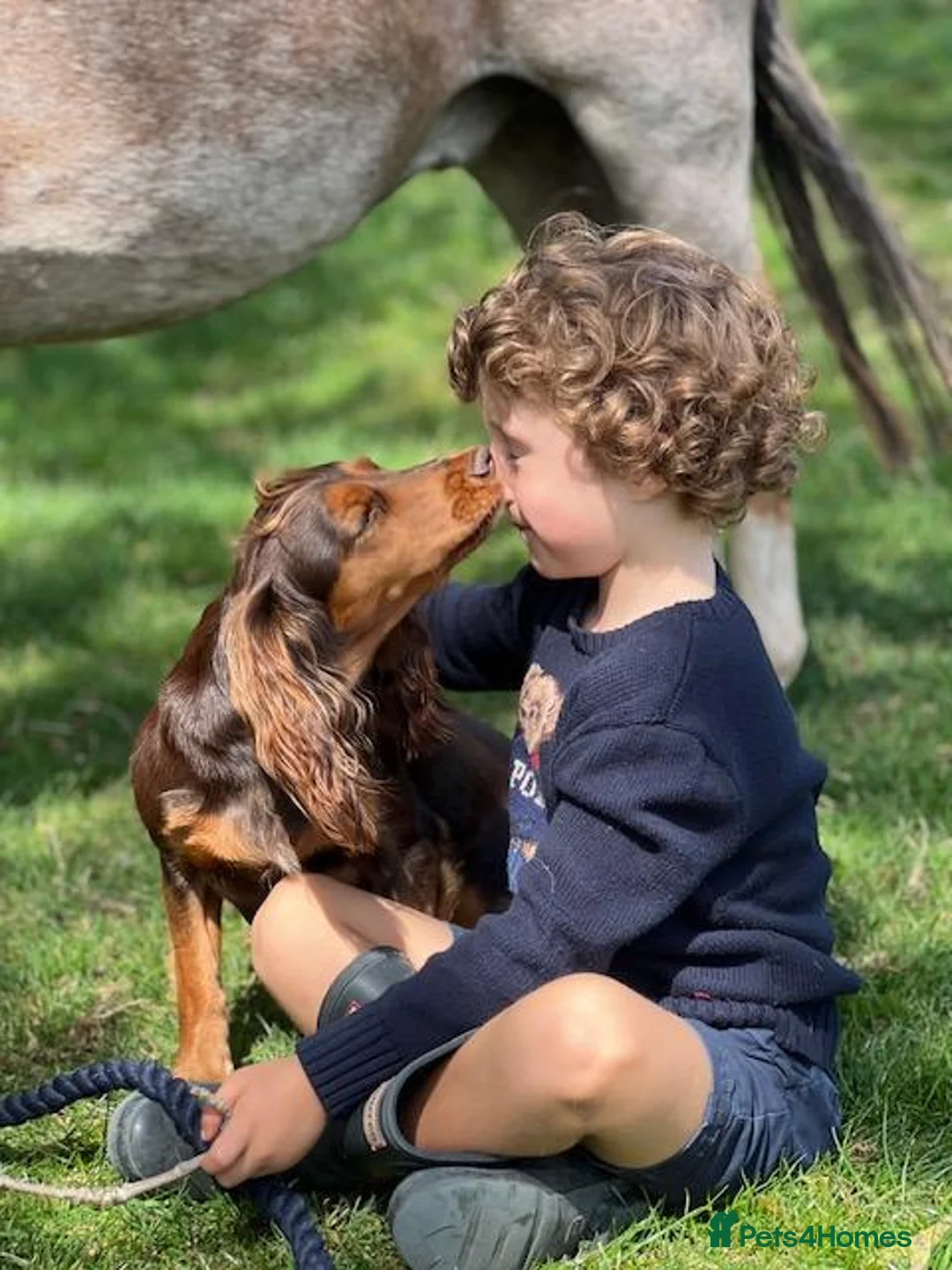 Mixed Breed dogs for sale: Beautiful Cocker Spaniel × Italian Greyhound Girl - Advert 2