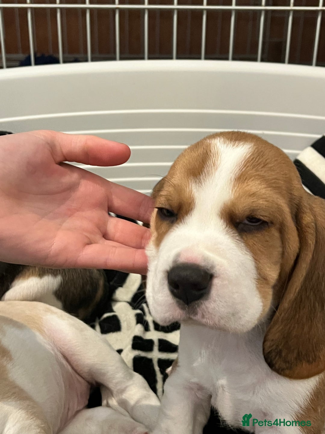 Beagle dogs for sale: Kc beagle puppies  - Advert 2