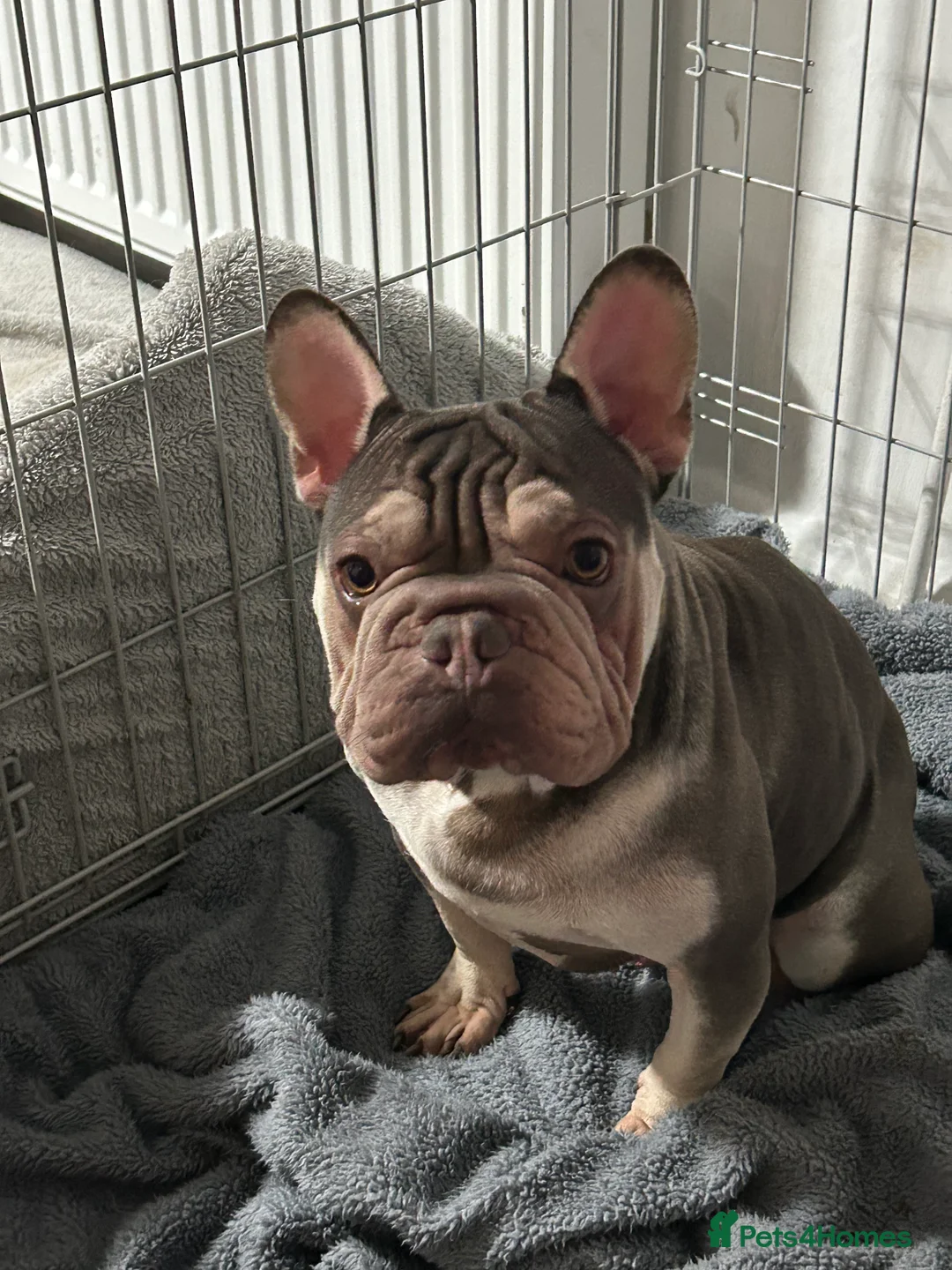 French Bulldog dogs for sale: French bulldog - Advert 5
