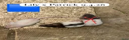 Rat rodents for sale: Beautiful full size and dwarf rats ready now - Advert 7