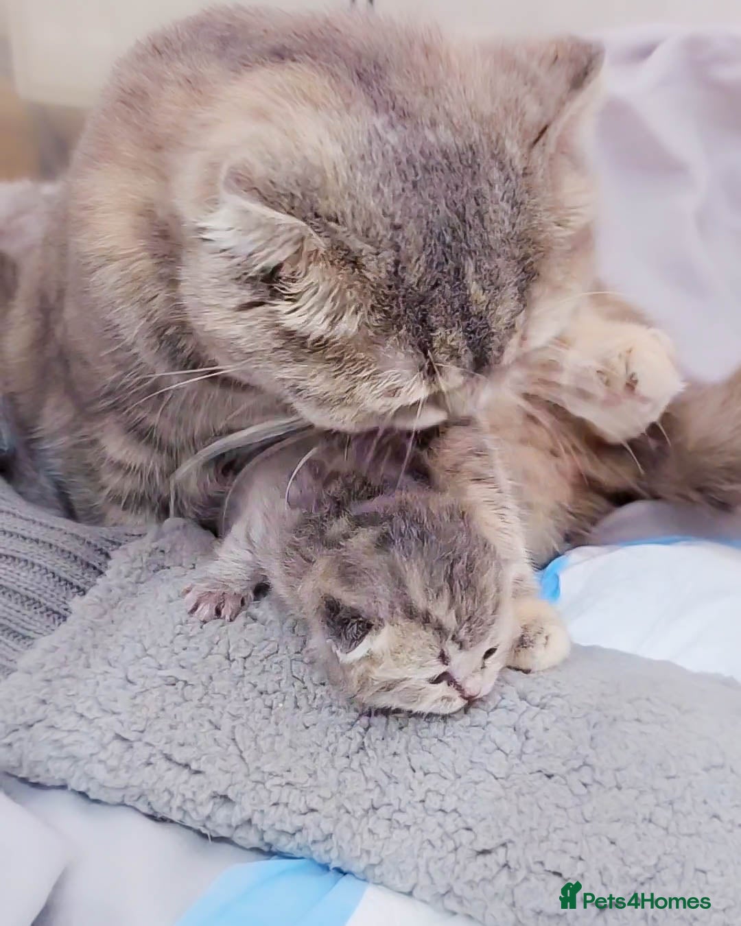 British Shorthair cats for sale: Adorable Kittens Ready For New Home - Advert 25