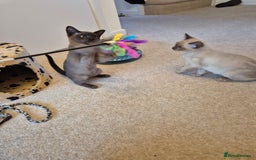 Burmese cats for sale: Gorgeous Pedigree Female Burmese Kittens - Image 9
