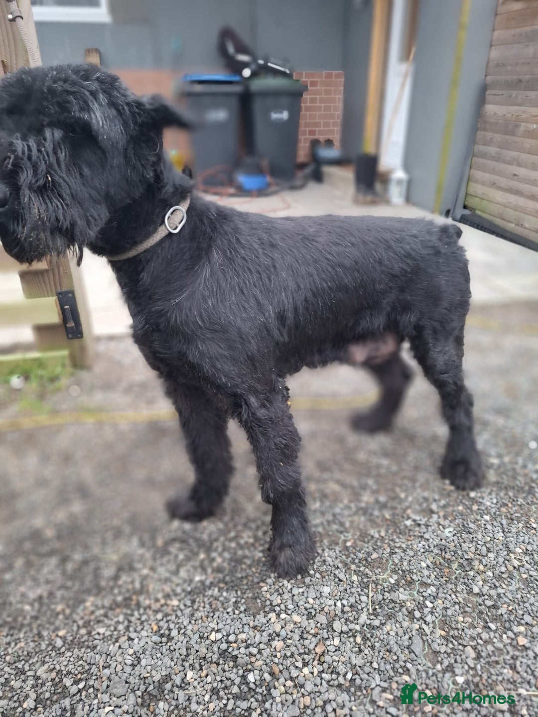 Giant Schnauzer dogs for sale: Giant Schnauzer Puppies  - Advert 12