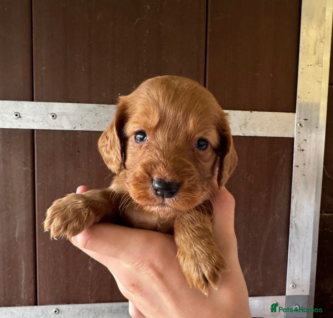 Cocker Spaniel dogs Cocker spaniel puppies - Advert 2