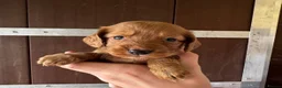 Cocker Spaniel dogs for sale: Cocker spaniel puppies - Advert 1