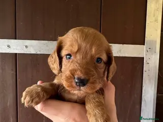 Cocker Spaniel dogs Cocker spaniel puppies - Advert 4