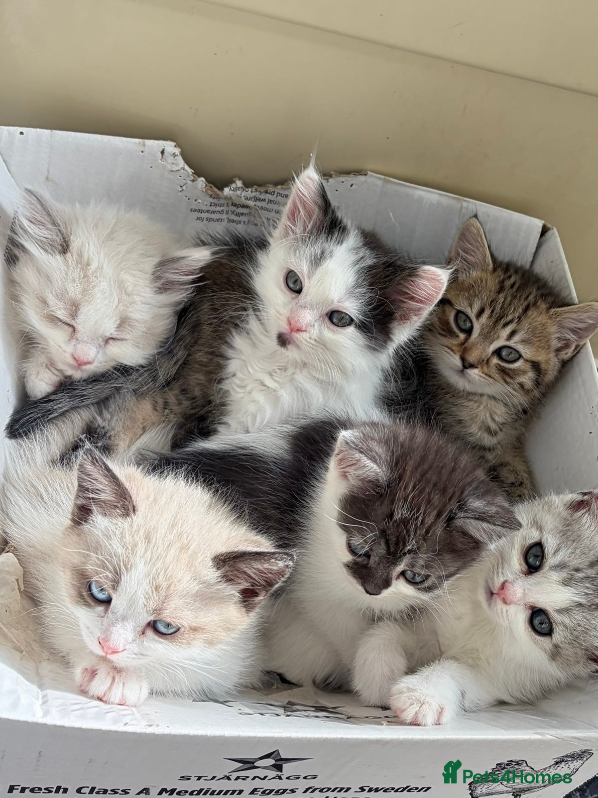 British Shorthair cats Stunning fluffy kittens ready for you loving home - Advert 1