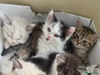 British Shorthair cats Stunning fluffy kittens ready for you loving home - Advert 1