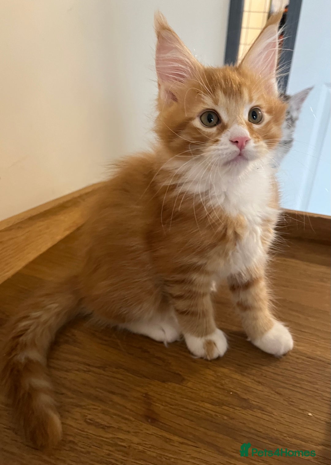 Maine Coon cats for sale: GCCF Pedigree Maine Coons  - Image 5