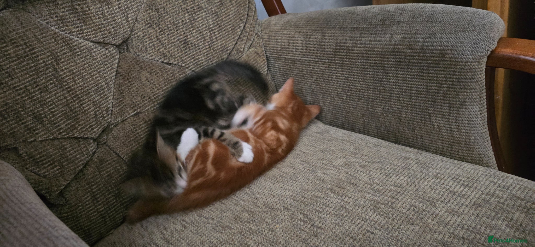 Mixed Breed cats 2 beautiful male kittens. - Advert 2